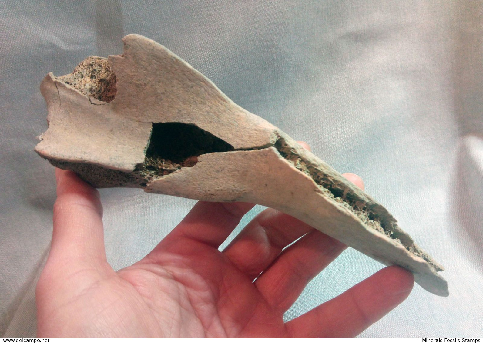 #LOT 03 - Großes Knochenfragment, ILEUM Von PFERD Fossile, Pleistozän (Italien) - Fossils
