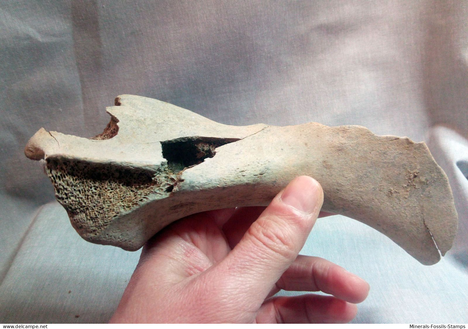#LOT 03 - Großes Knochenfragment, ILEUM von PFERD Fossile, Pleistozän (Italien)