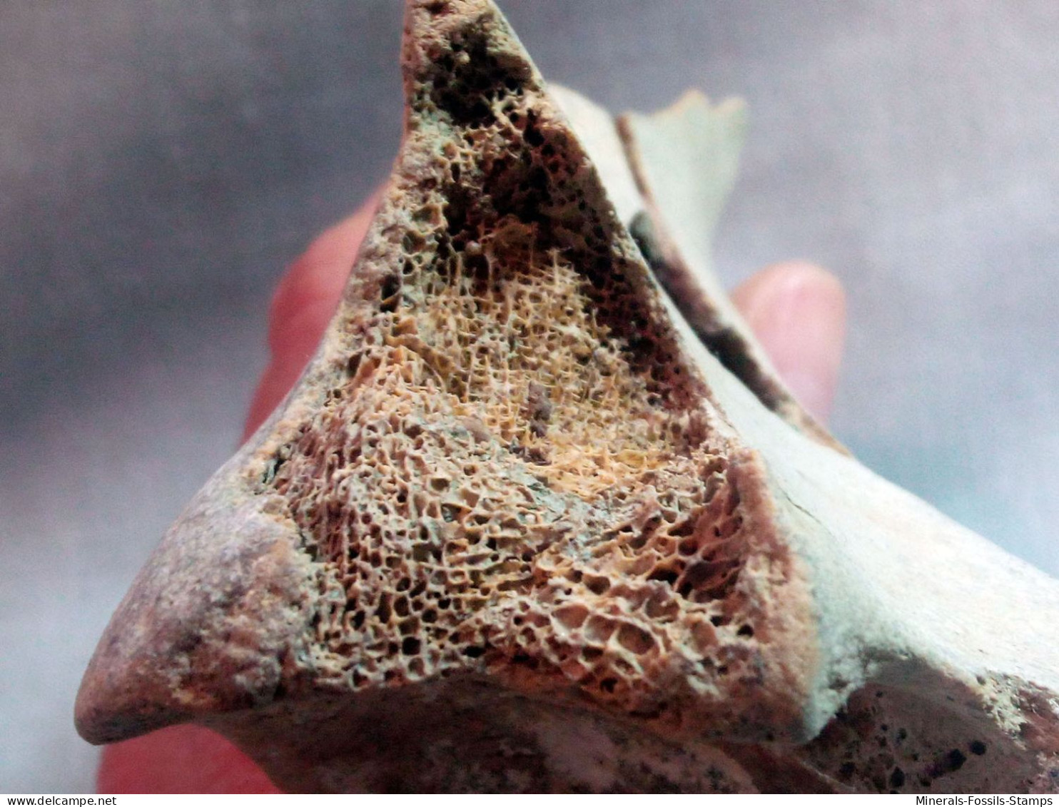 #LOT 03 - Großes Knochenfragment, ILEUM von PFERD Fossile, Pleistozän (Italien)