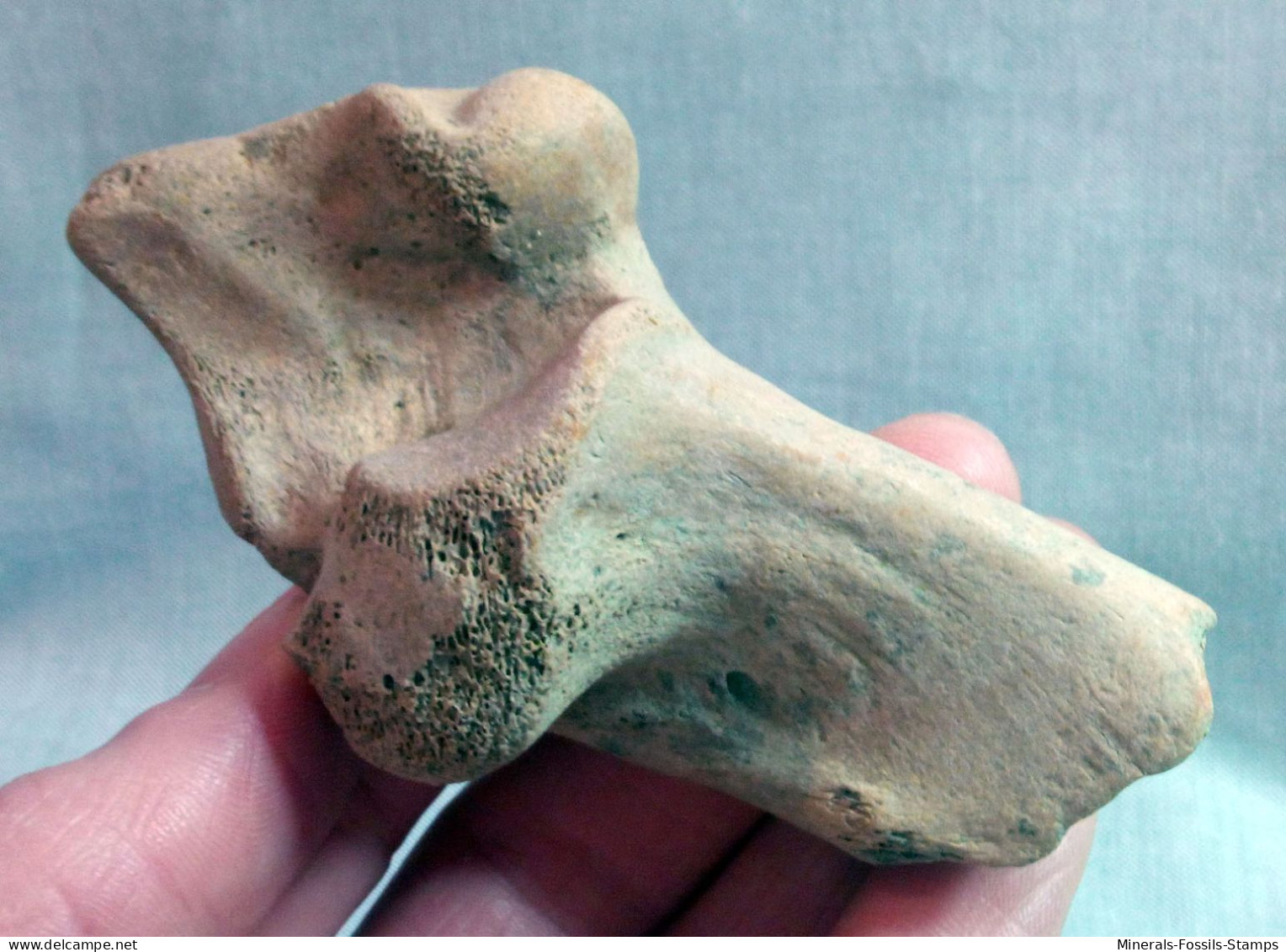 #LOT 05 - Larges Bone Partial HUMERUS Of EQUUS Fossil Pleistocene (Italy) - Fossielen