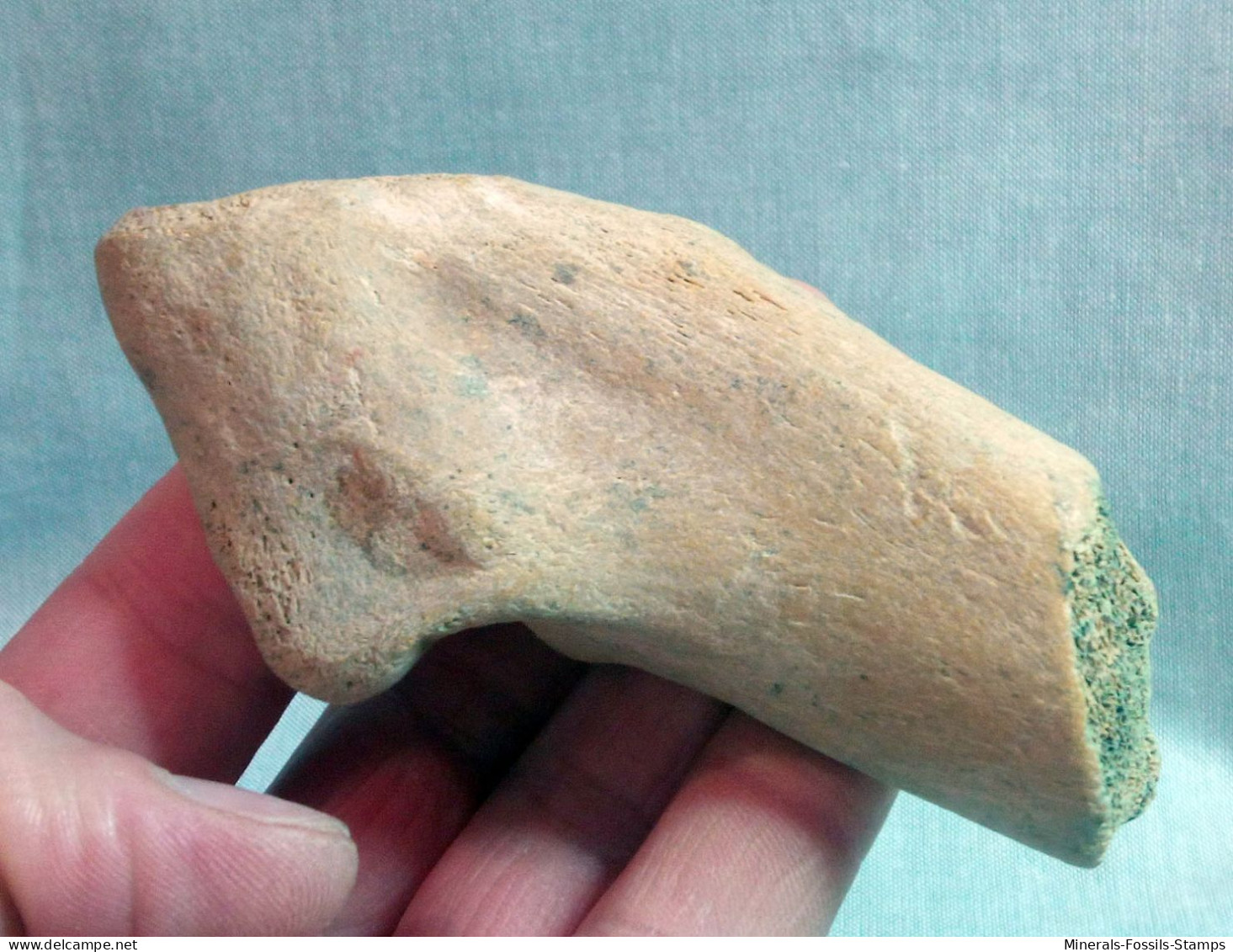 #LOT 05 - Larges Bone Partial HUMERUS Of EQUUS Fossil Pleistocene (Italy) - Fossiles