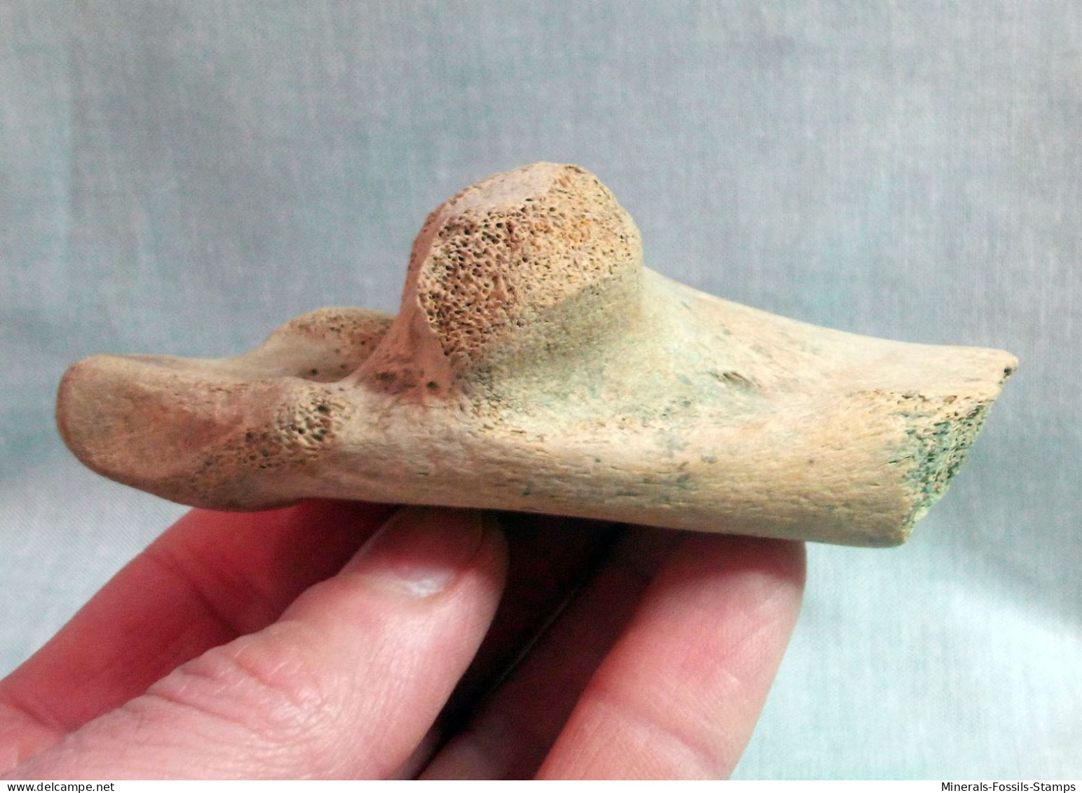 #LOT 05 - Larges Bone Partial HUMERUS Of EQUUS Fossil Pleistocene (Italy) - Fossilien