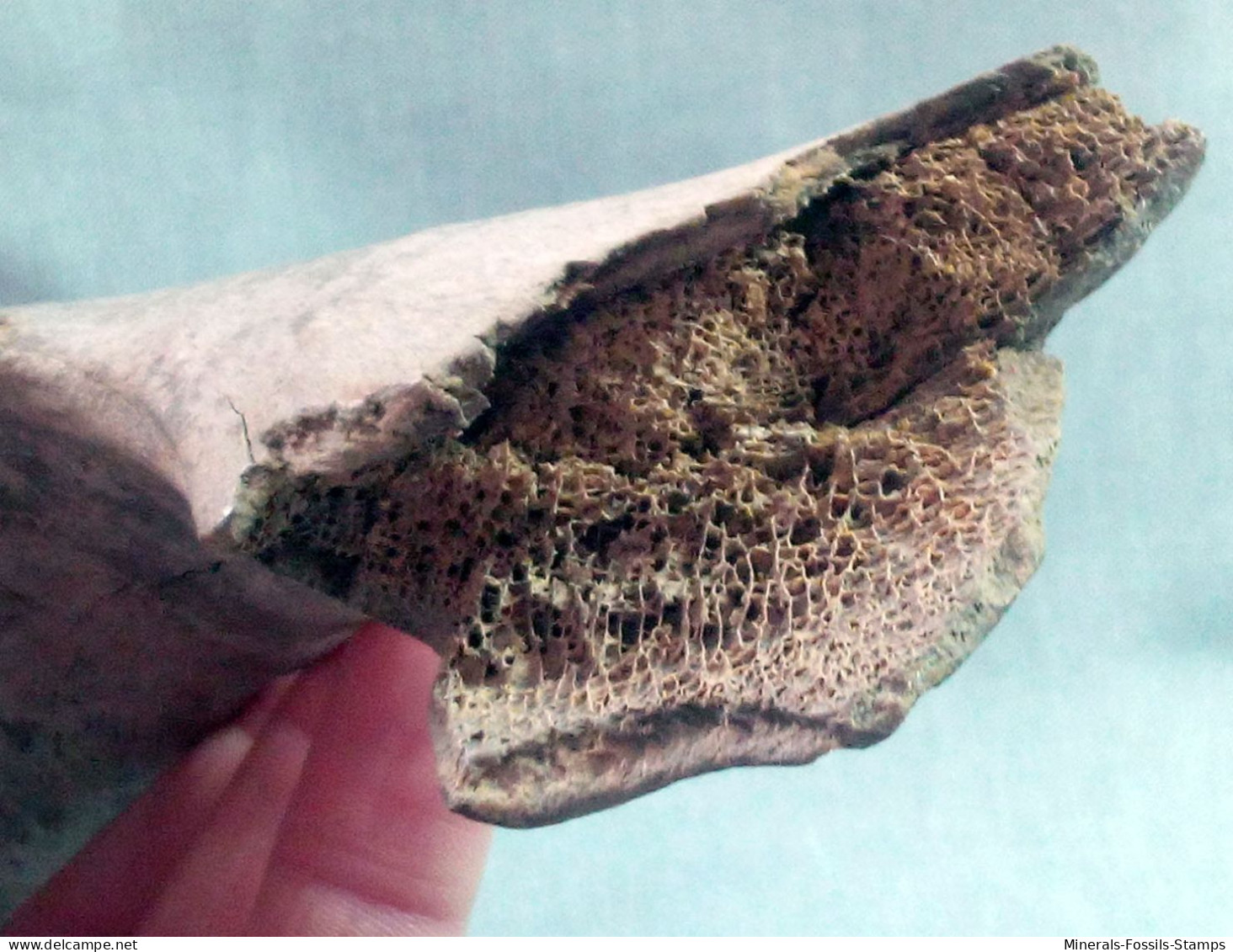 #LOT 07 - Larges Bone Partial ILEO von PFERD Fossil Pleistozän (Italien