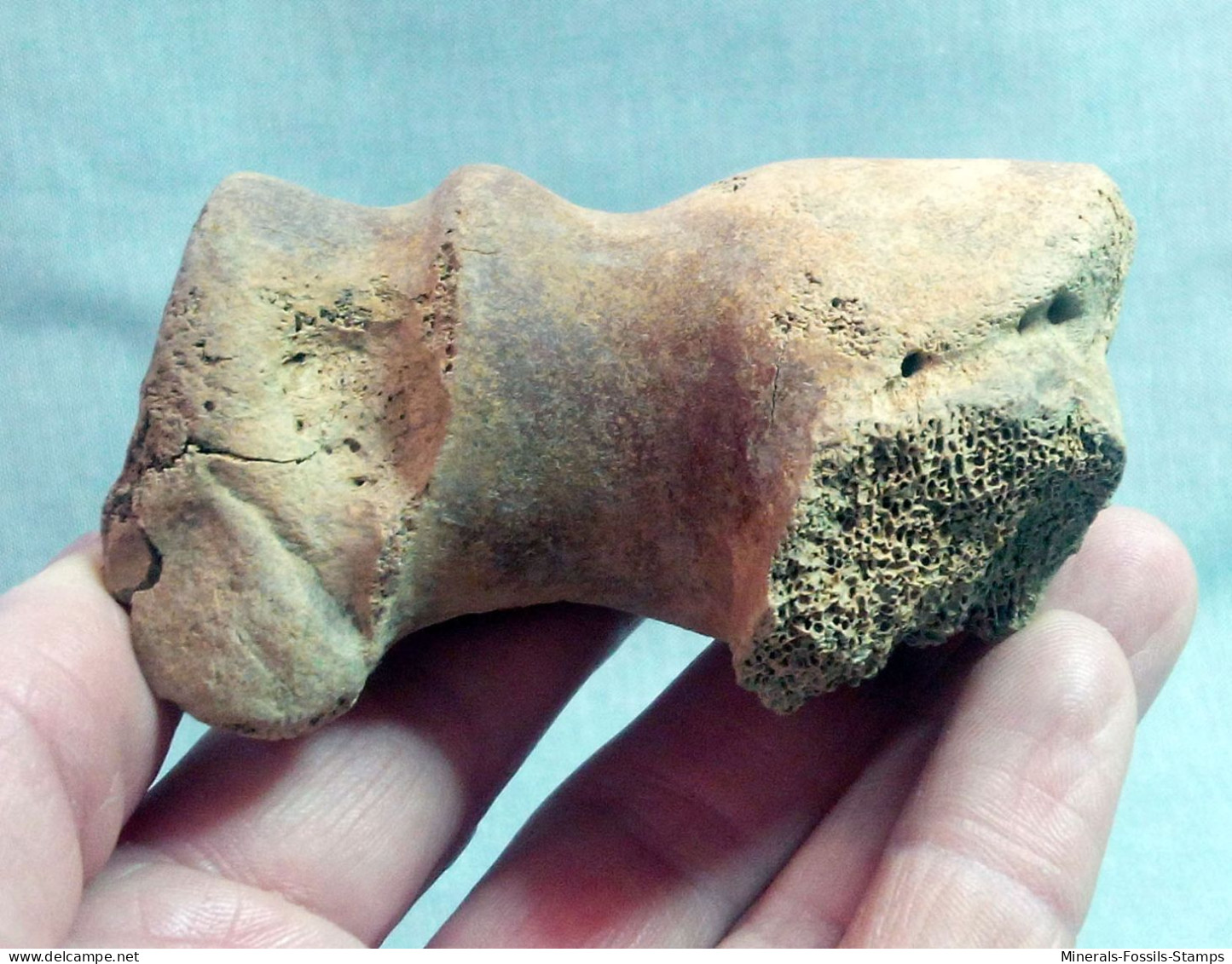 #LOT 08 - Teilweiser HUMERUS Aus Dem Größten Knochen Von PFERD Fossil Pleistozän (Italien) - Fósiles