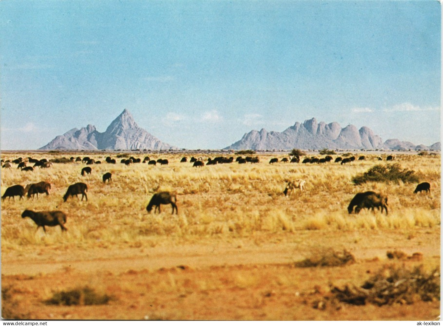 Postcard .Namibia Spitzkoppe, Namib S.W.A Namibia Tier Herde 1970 - Namibie