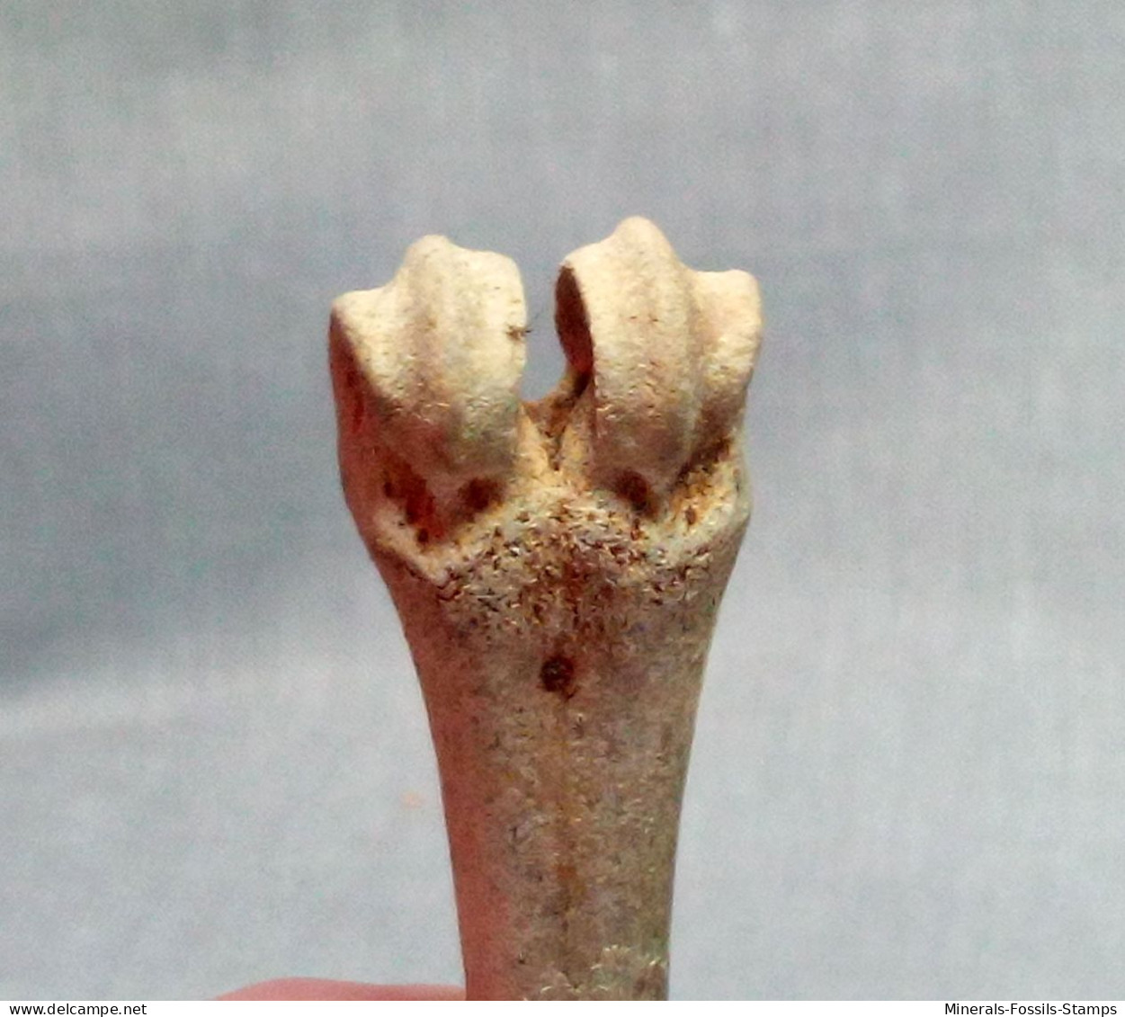#LOT 25 Knochen METAKARPO, Von Bos Primigenius Fossile Pleistozän (Italien) - Fossils
