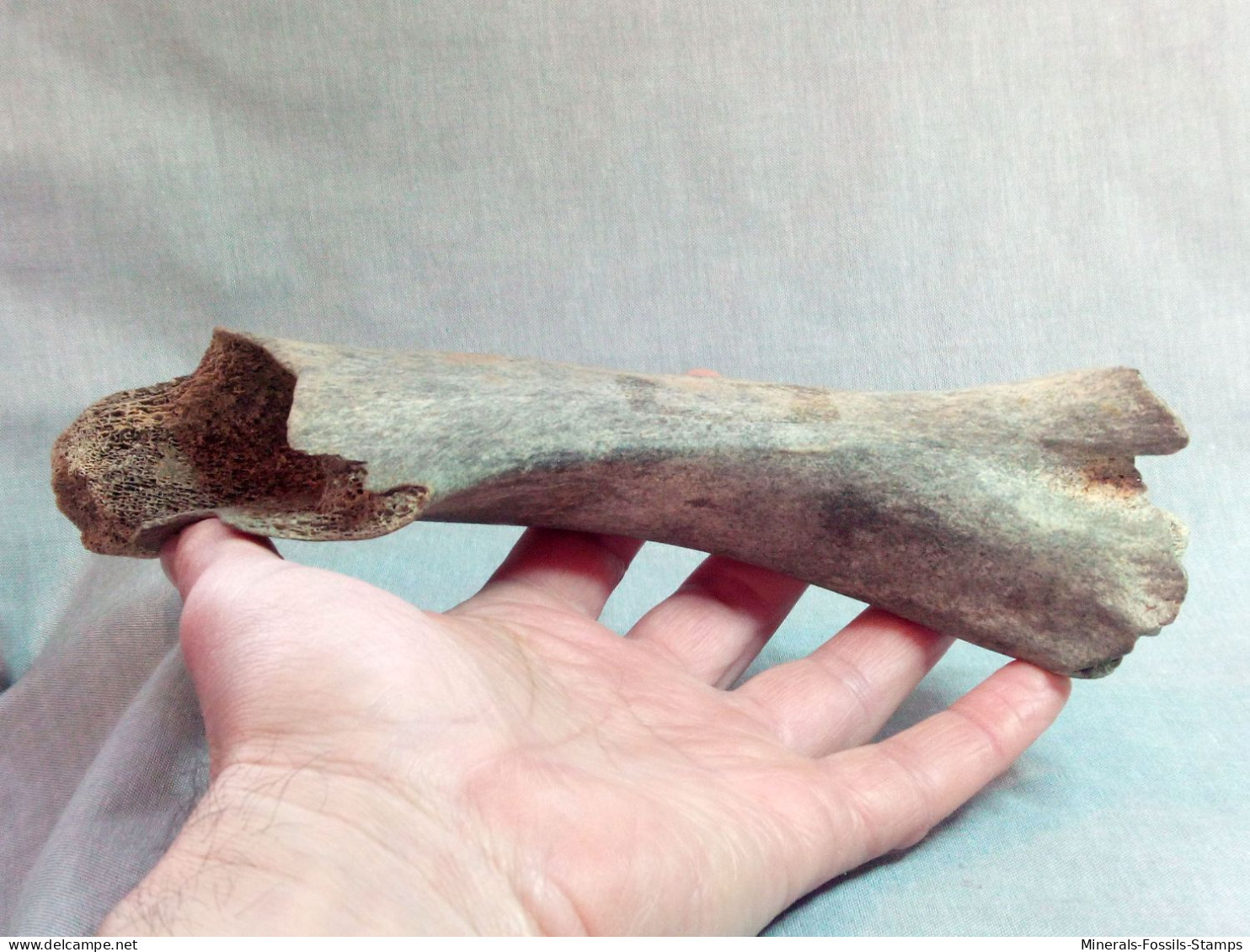 #LOT 26 Große Knochen RADIUS, Von Bos Primigenius Fossile Pleistozän (Italien) - Fossiles