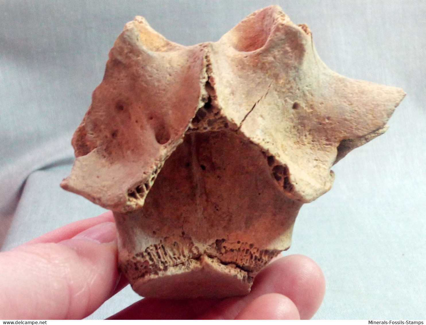 #LOT 29 Große Knochen LENDENWIEBEL PFERD Fossile Pleistozän (Italien) - Fósiles