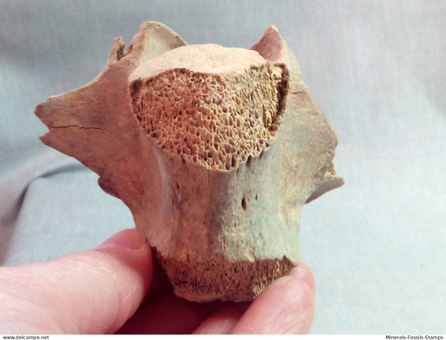 #LOT 29 Große Knochen LENDENWIEBEL PFERD Fossile Pleistozän (Italien)