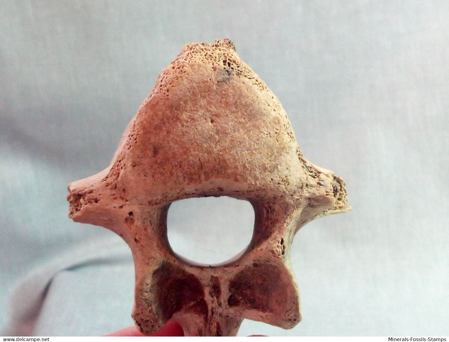 #LOT 30 Große Knochen 1° BRUSTWIRBEL von EQUUS Fossile Pleistozän (Italien)