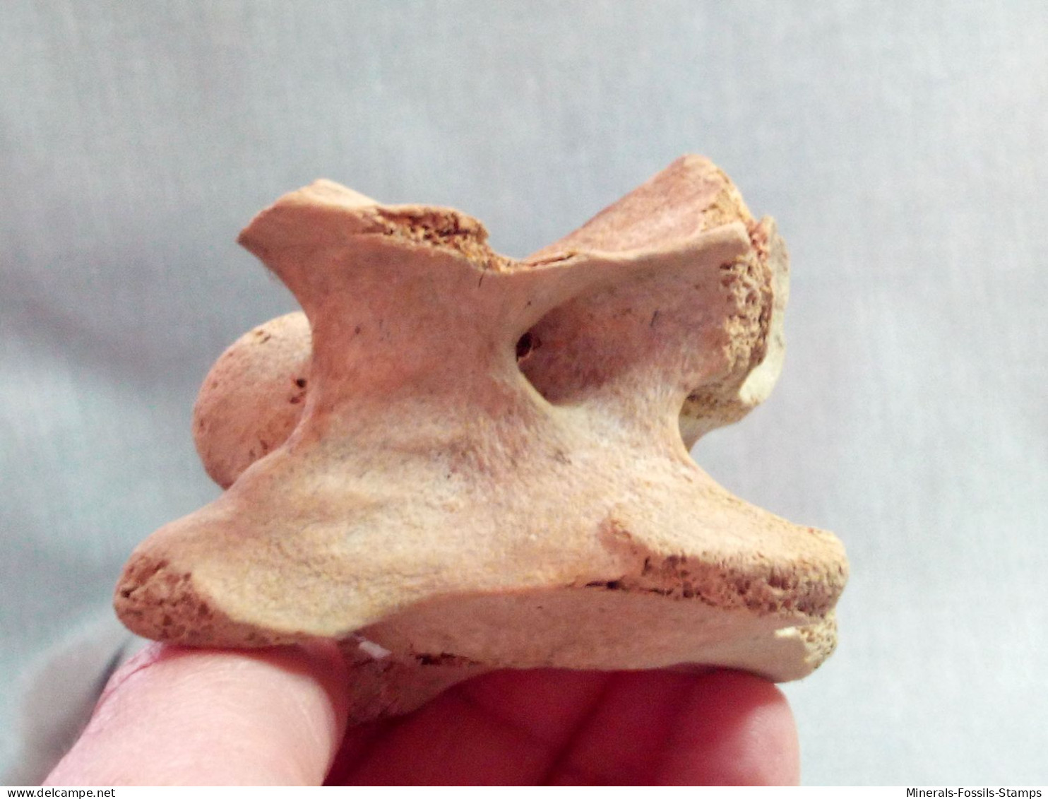 #LOT 31 Große Knochen HALSWIRBEL Von EQUUS Fossile Pleistozän (Italien) - Fósiles