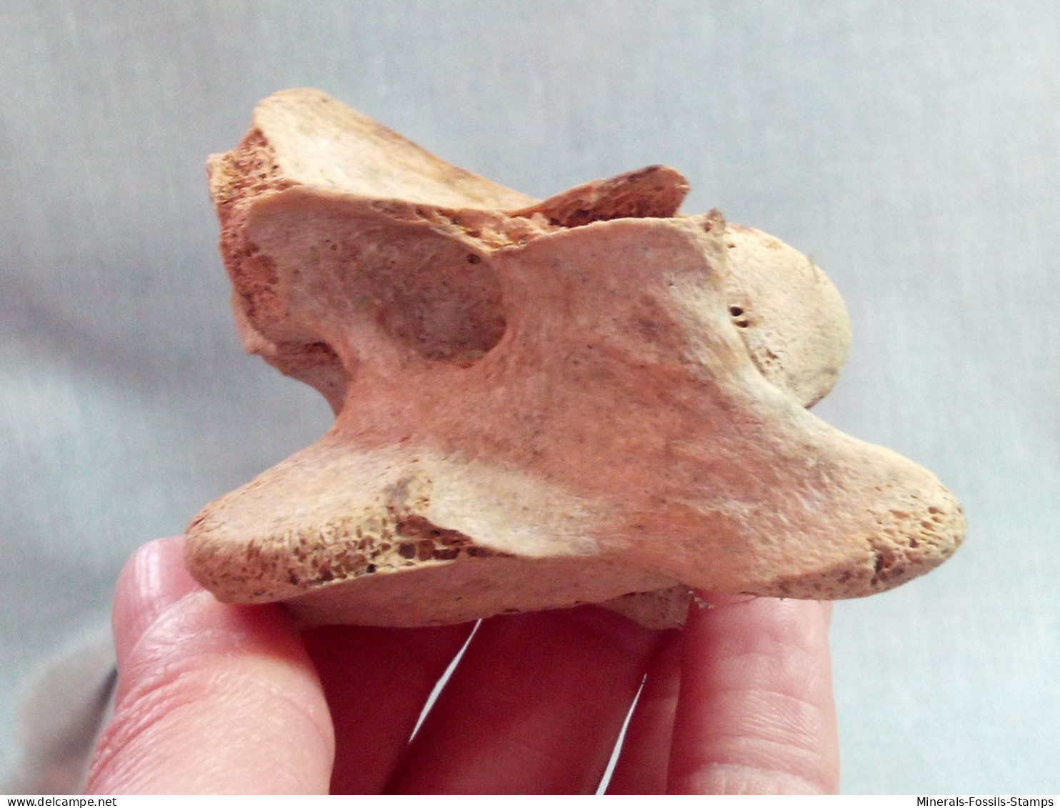 #LOT 31 Große Knochen HALSWIRBEL Von EQUUS Fossile Pleistozän (Italien) - Fossils