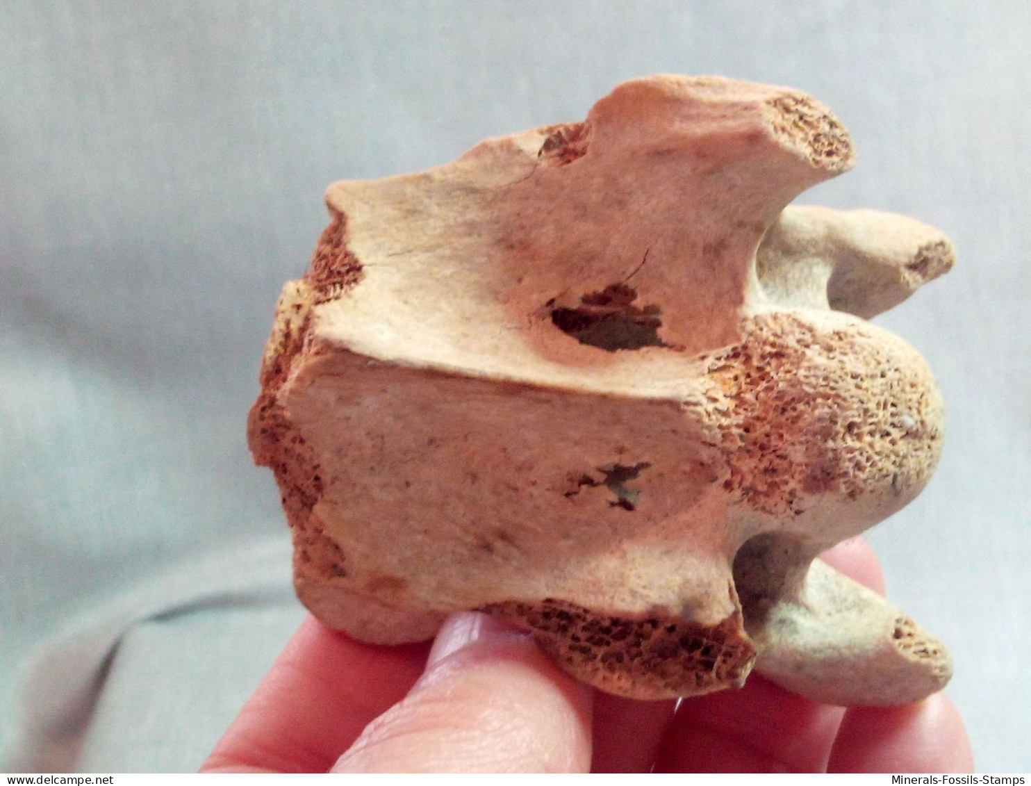 #LOT 31 Große Knochen HALSWIRBEL von EQUUS Fossile Pleistozän (Italien)