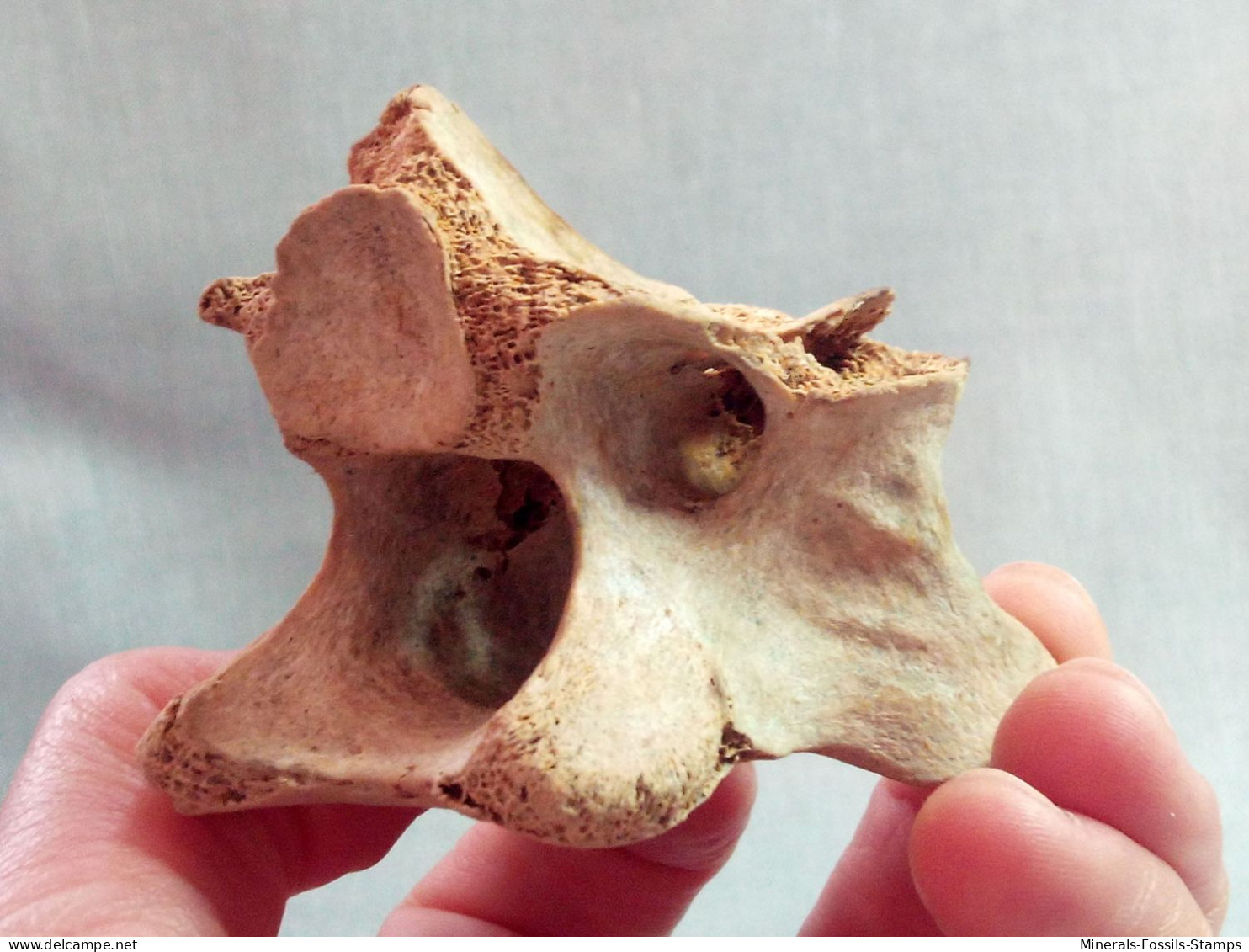 #LOT 31 Große Knochen HALSWIRBEL von EQUUS Fossile Pleistozän (Italien)