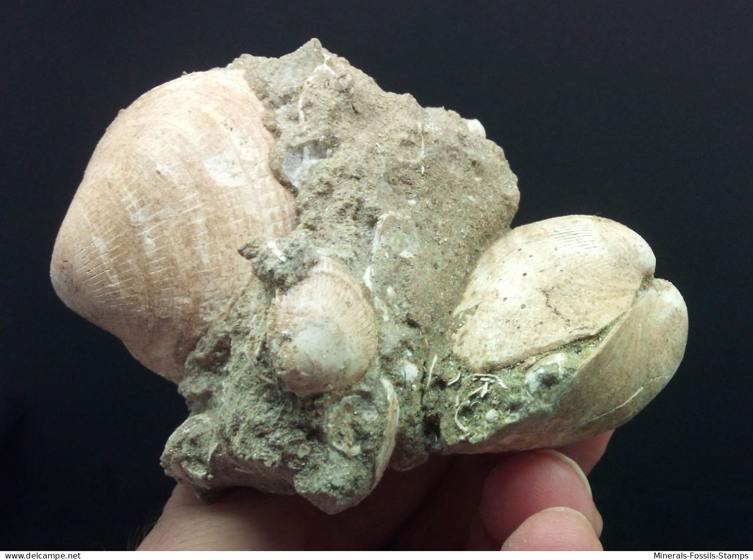 #CEC03 - GLYCYMERIS INSUBRICA, GLYCYMERIS VIOLACESCENS Fossil Pliozän (Italien) - Fósiles