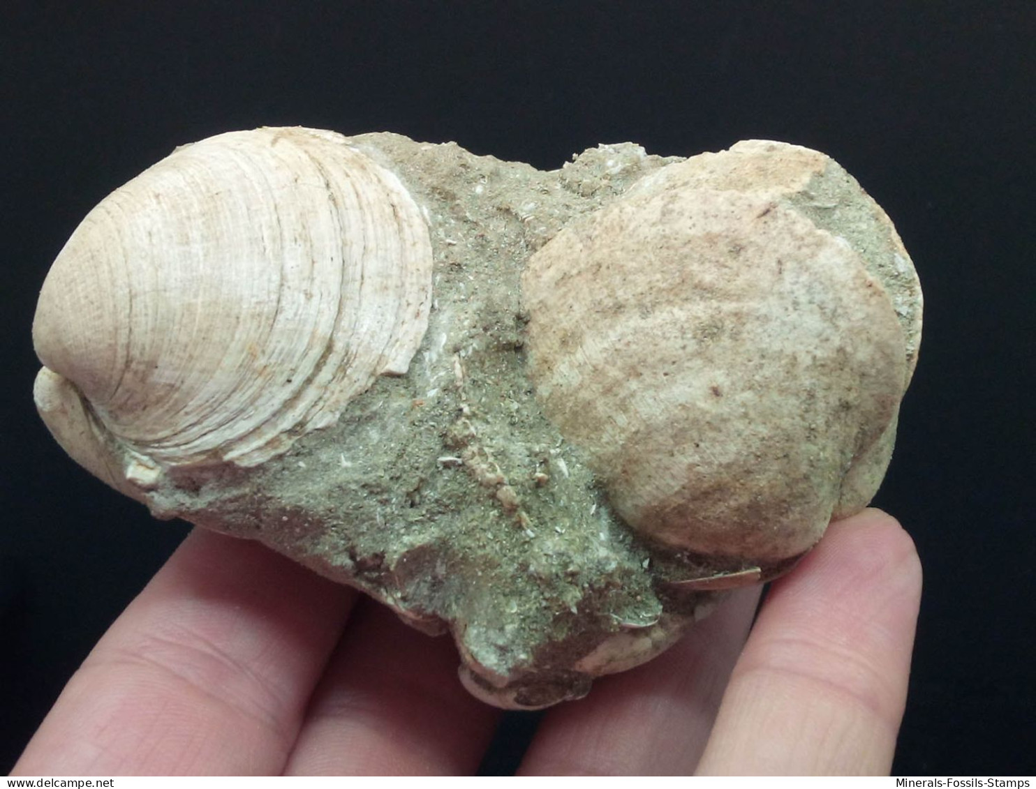 #CEC05 - GLYCYMERIS INSUBRICA, SPISULA SUBTRUNCATA Fossil Pliozän (Italien) - Fossiles