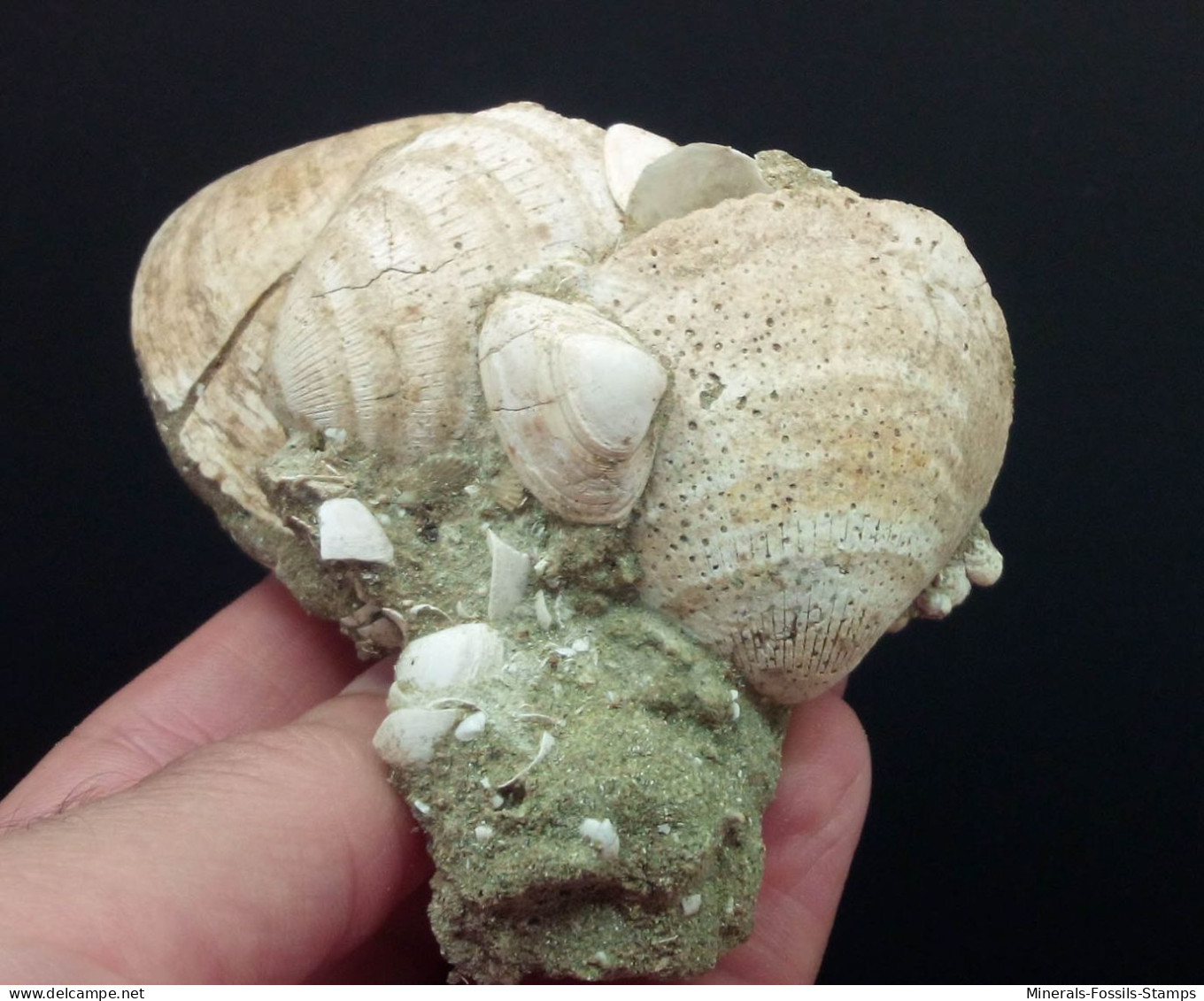 #CEC09 - GLYCYMERIS INFLATA Fossil Pliozän (Italien) - Fossiles