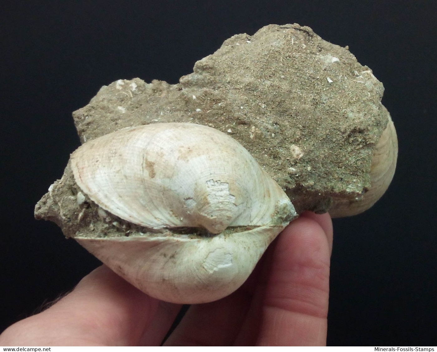 #CEC10 - GLYCYMERIS INFLATA, GLYCYMERIS VIOLACESCENS Fossil Pliozän (Italien) - Fossiles