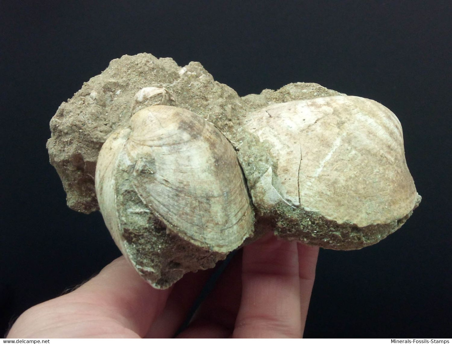 #CEC10 - GLYCYMERIS INFLATA, GLYCYMERIS VIOLACESCENS Fossil Pliozän (Italien) - Fossielen