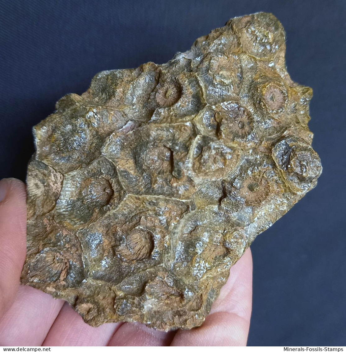 #DISPHYLLUM CAESPITOSUM Fossil, Devon (Serpievka, Chelyabinsk Oblast, Russland) - Fósiles