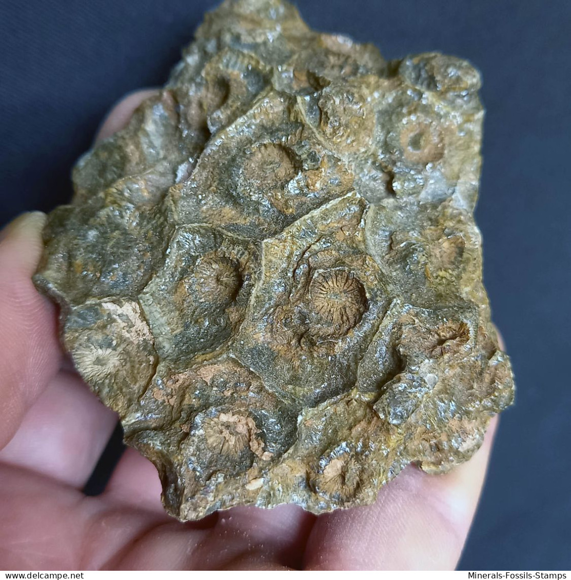 #DISPHYLLUM CAESPITOSUM Fossil, Devon (Serpievka, Chelyabinsk Oblast, Russland) - Fossilien