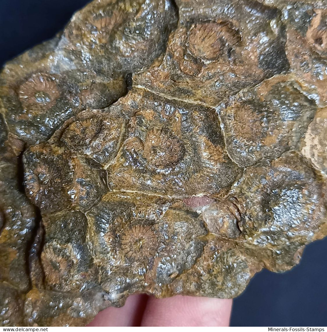 #DISPHYLLUM CAESPITOSUM Fossil, Devon (Serpievka, Chelyabinsk Oblast, Russland) - Fossilien