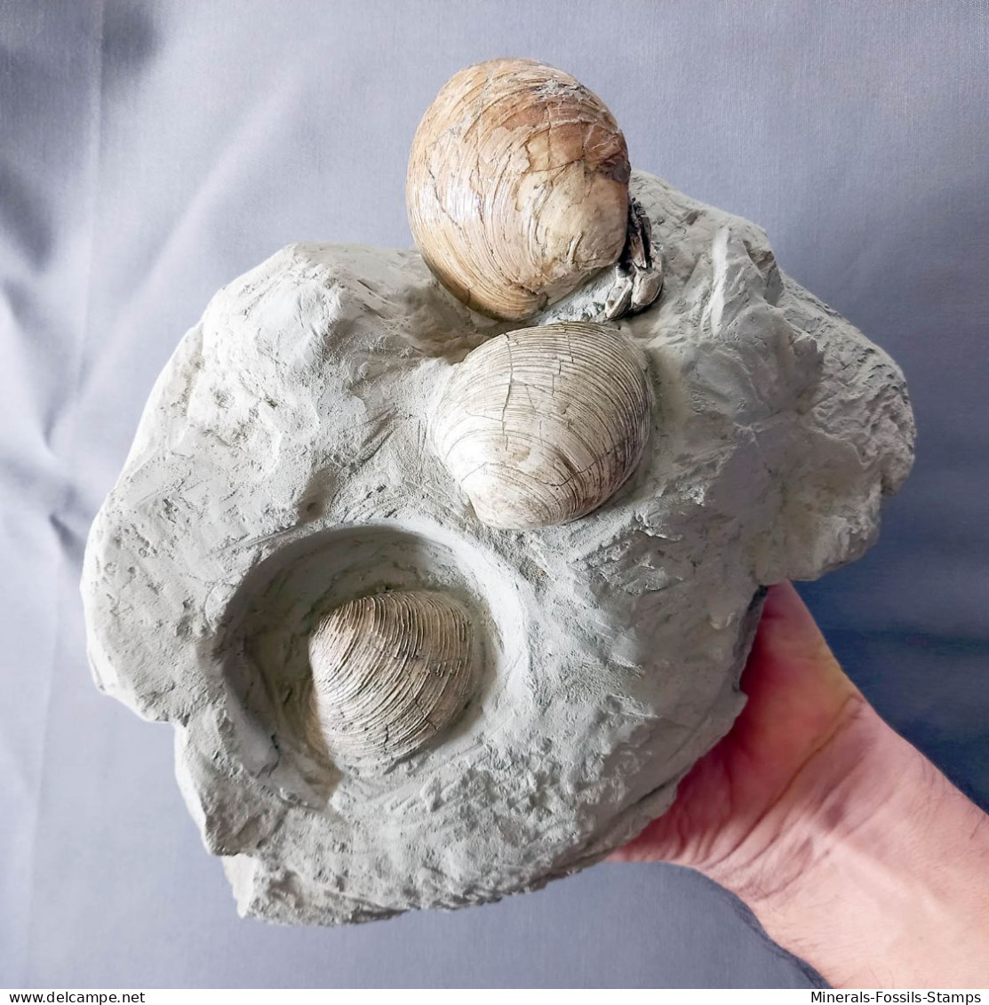 #CF06 - PELECYORA GIGAS, VENUS MULTILAMELLA Fossil, Pliozän (Toskana, Italien) - Fossiles