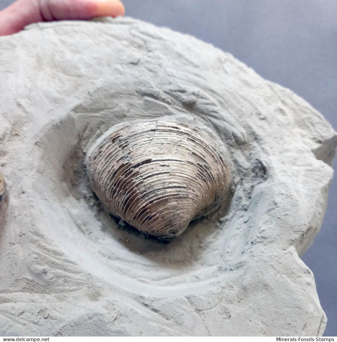 #CF06 - PELECYORA GIGAS, VENUS MULTILAMELLA Fossil, Pliozän (Toskana, Italien)