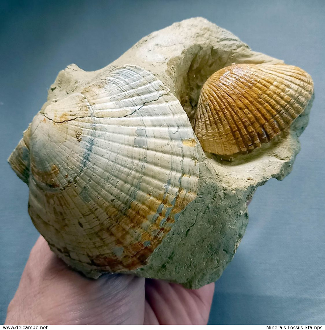 #CF07 FLABELLIPECTEN BOSNIASKI, ANADARA DILUVII Fossil, Pliozän (Toskana, Italien) - Fossielen