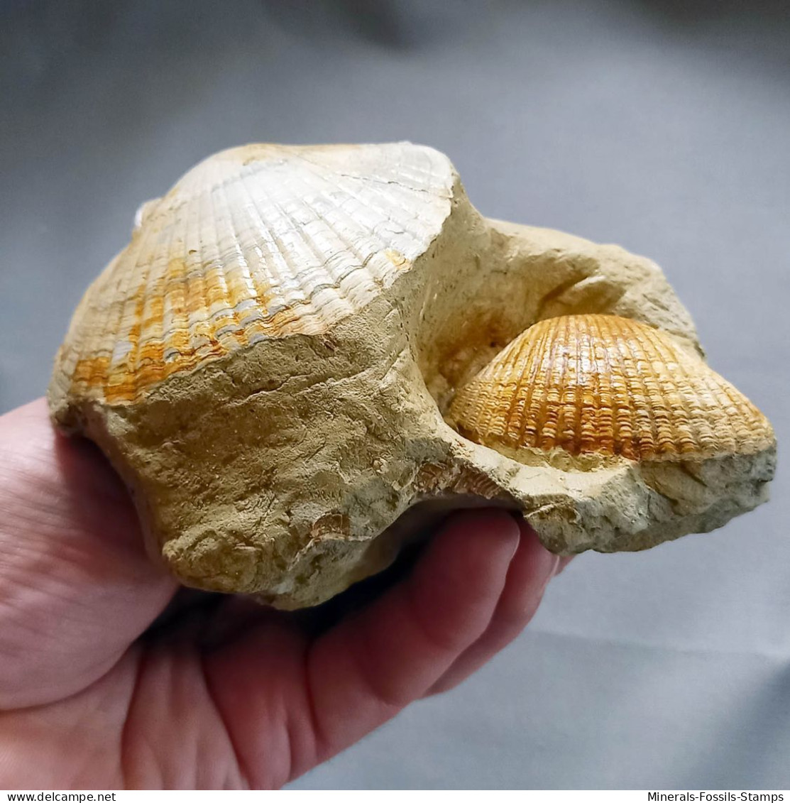 #CF07 FLABELLIPECTEN BOSNIASKI, ANADARA DILUVII Fossil, Pliozän (Toskana, Italien) - Fossiles