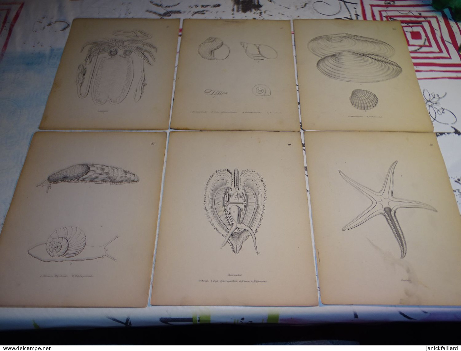 Vieux Port Folio Allemand  Berlin Histoire Naturelle Insectes Vertébrés  Etc Planches - Oude Boeken