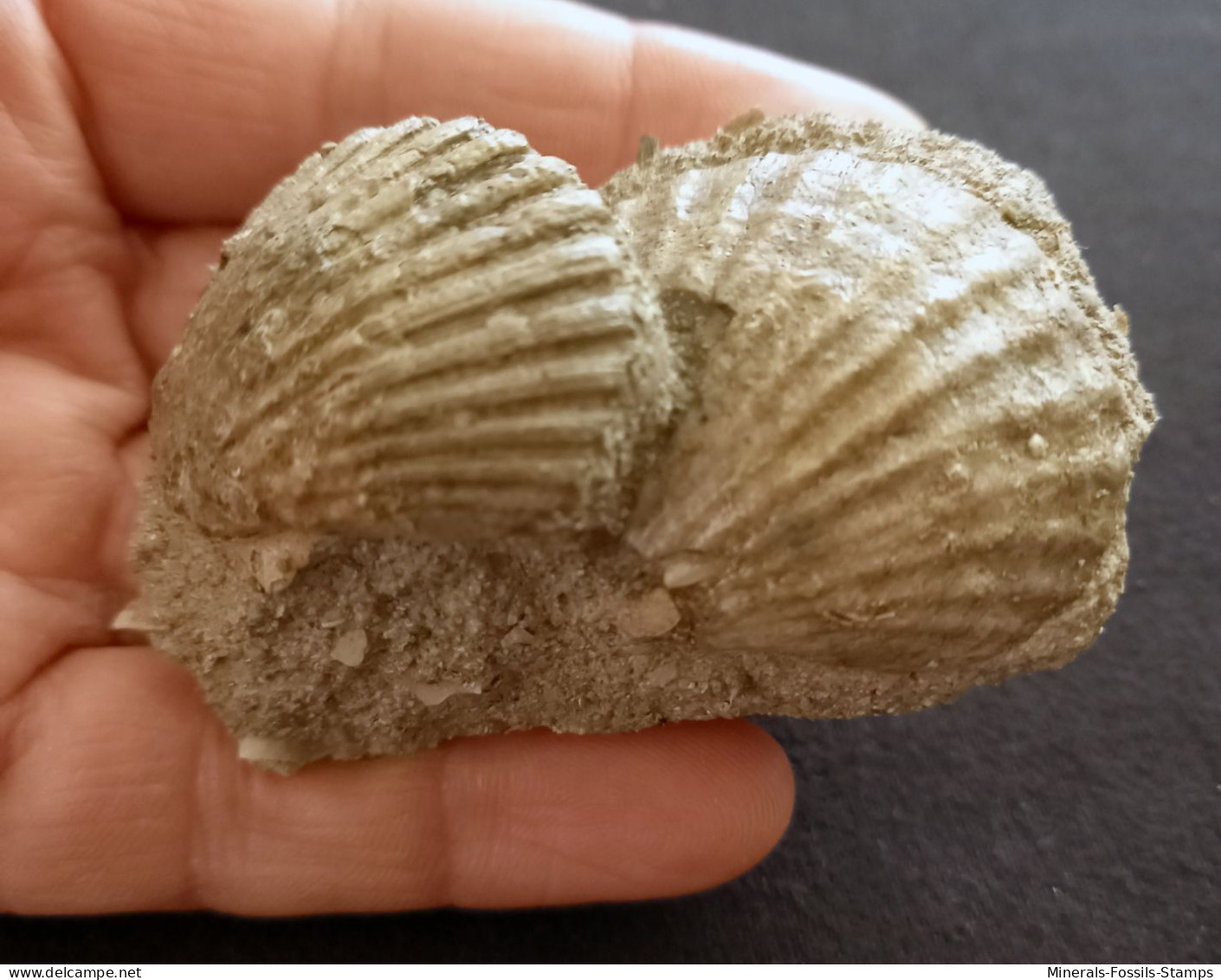 #CA05 - AEQUIPECTEN BOLLENENSIS Fossile, Pliozän (Italien) - Fossils