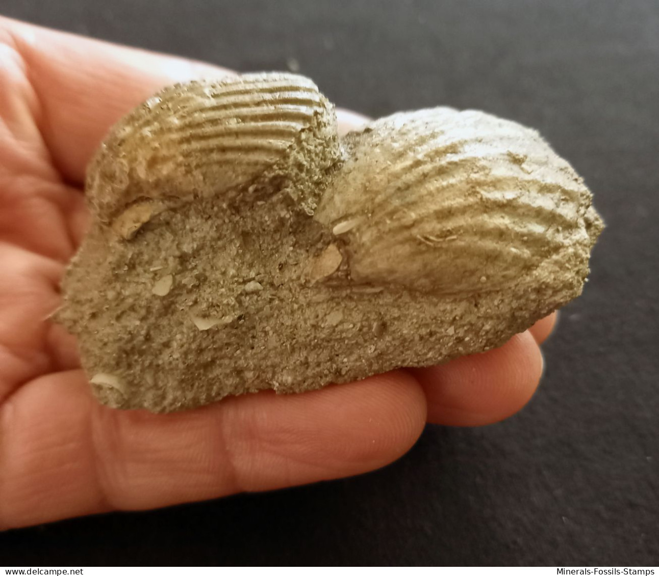 #CA05 - AEQUIPECTEN BOLLENENSIS Fossile, Pliozän (Italien) - Fossiles