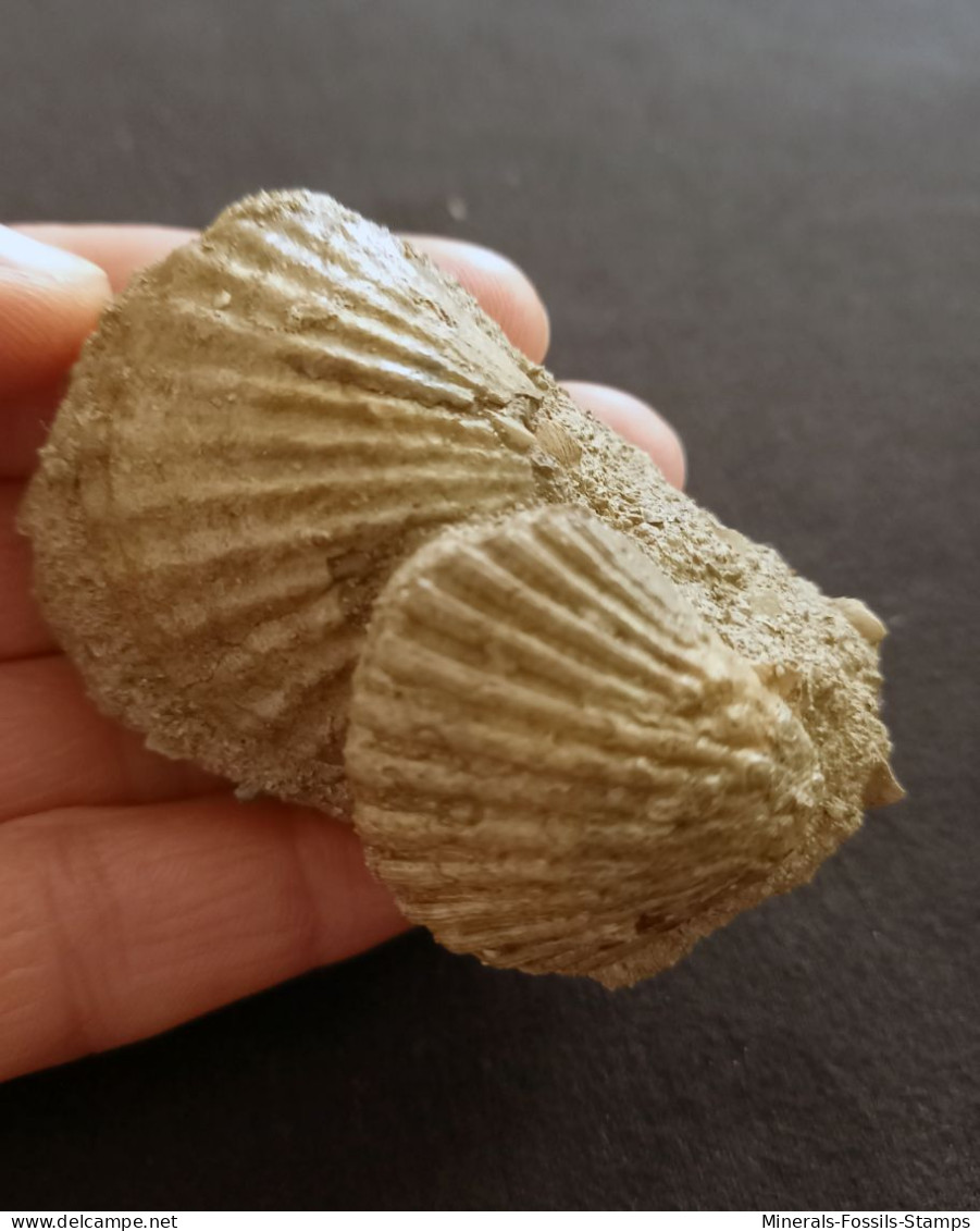 #CA05 - AEQUIPECTEN BOLLENENSIS Fossile, Pliozän (Italien) - Fossils