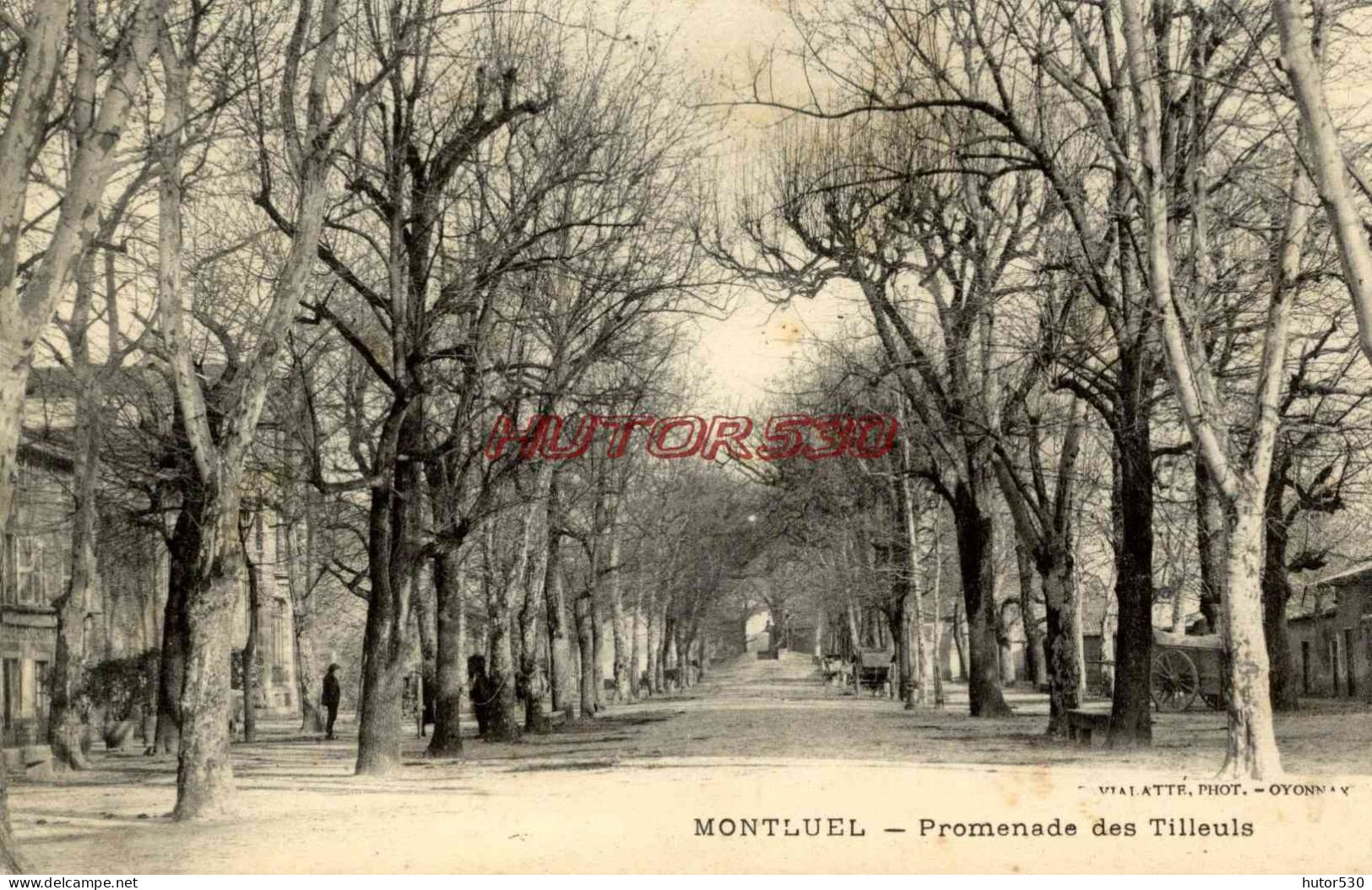 CPA MONTLUEL - PROMENADE DES TILLEULS - Montluel