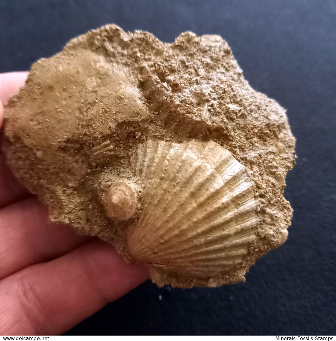 #CA05b - AEQUIPECTEN SCABRELLA, Fossile, Mio-Pliozän (Italien) - Fossilien