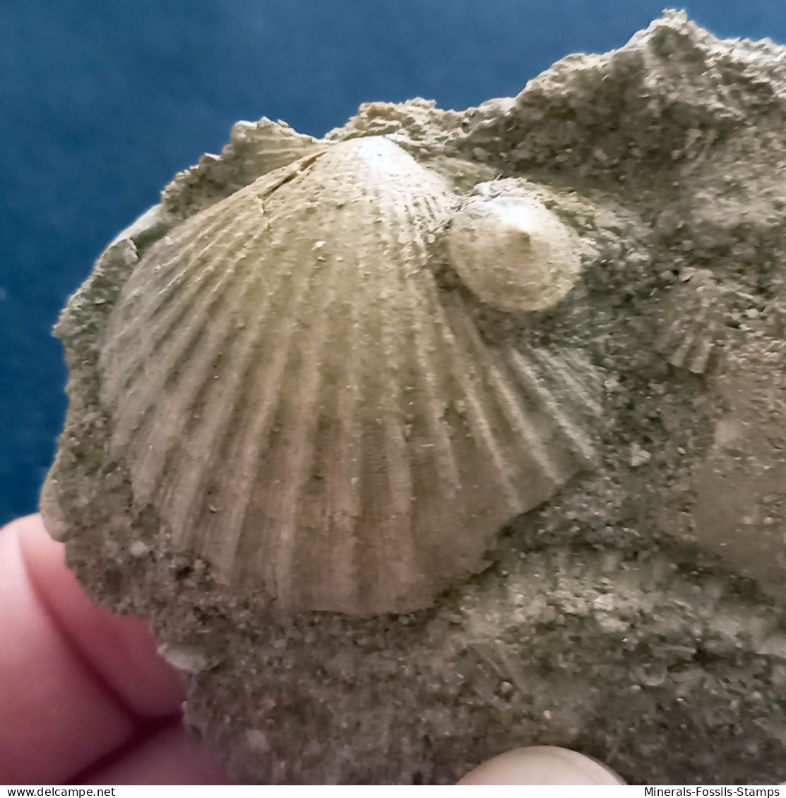 #CA05b - AEQUIPECTEN SCABRELLA, Fossile, Mio-Pliozän (Italien) - Fossielen