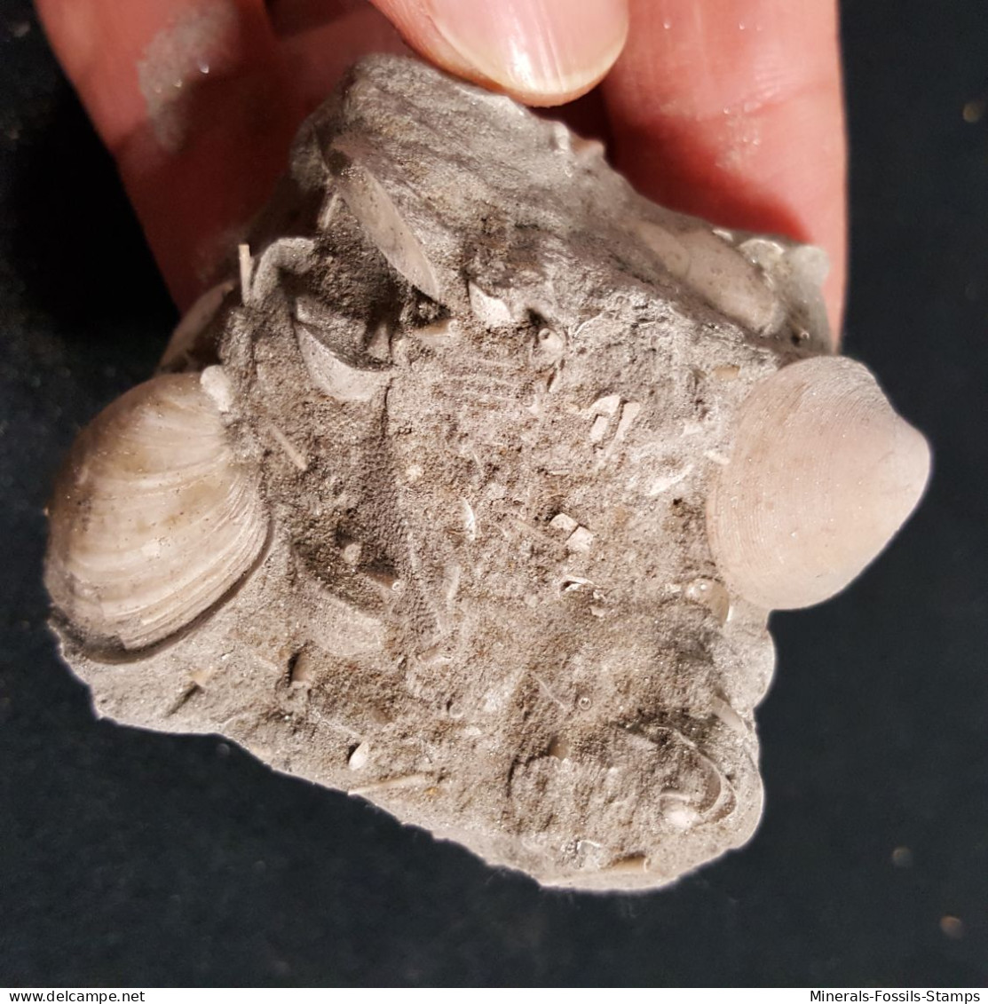 #MA06 - VENUS INCRASSATA + TELLINA + MEGAXINUS Fossile, Pliozän (Italien) - Fossiles