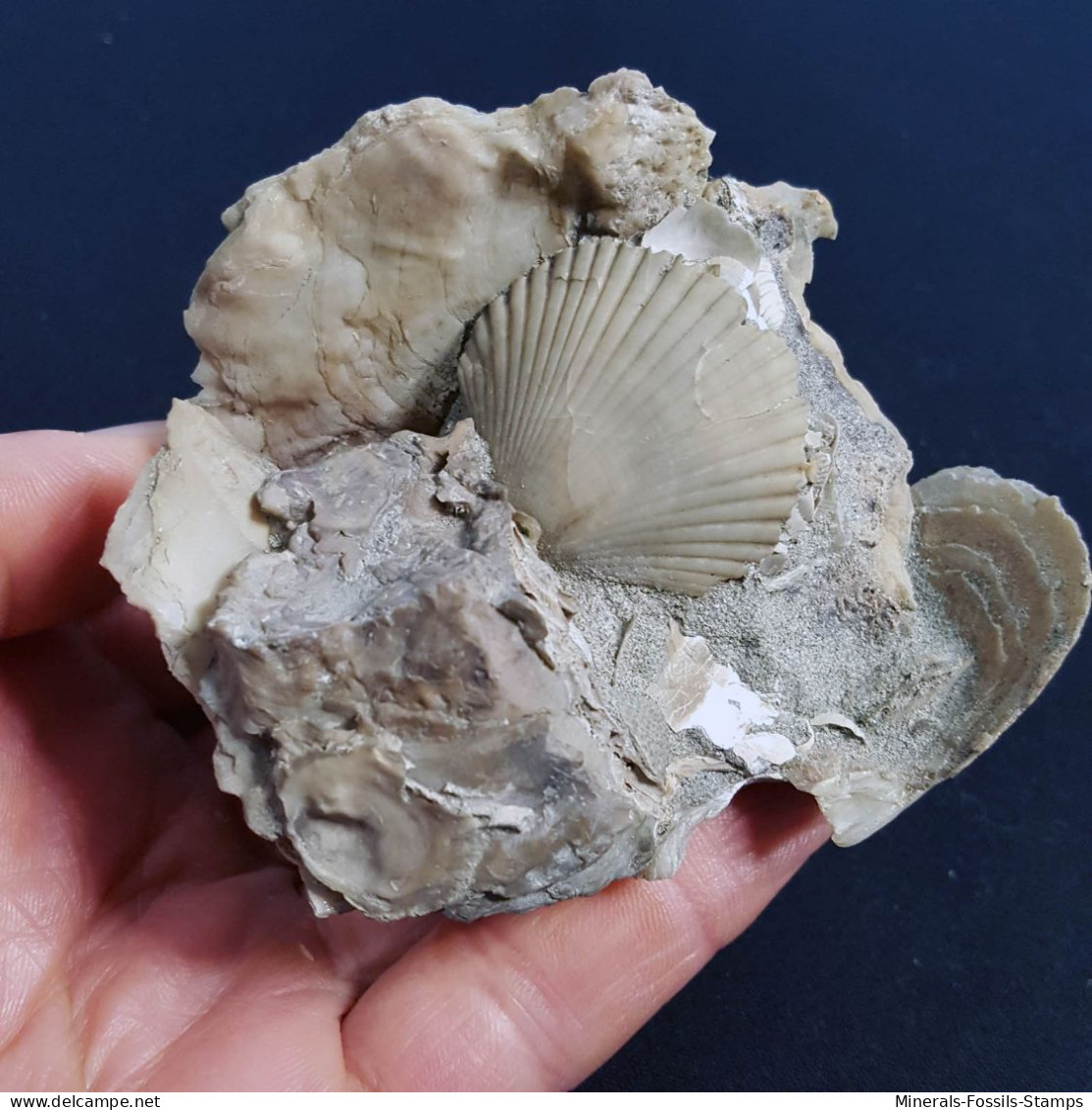 #MAS07 - OSTRA LAMELLOSA Sp., FLABELLIPECTEN FLABELLIFORMIS Fossilen Pliozän (Piedmont, Italien) - Fossils