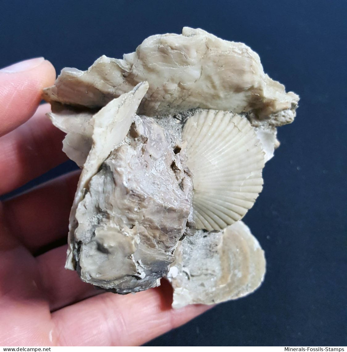 #MAS07 - OSTRA LAMELLOSA Sp., FLABELLIPECTEN FLABELLIFORMIS Fossilen Pliozän (Piedmont, Italien) - Fossils