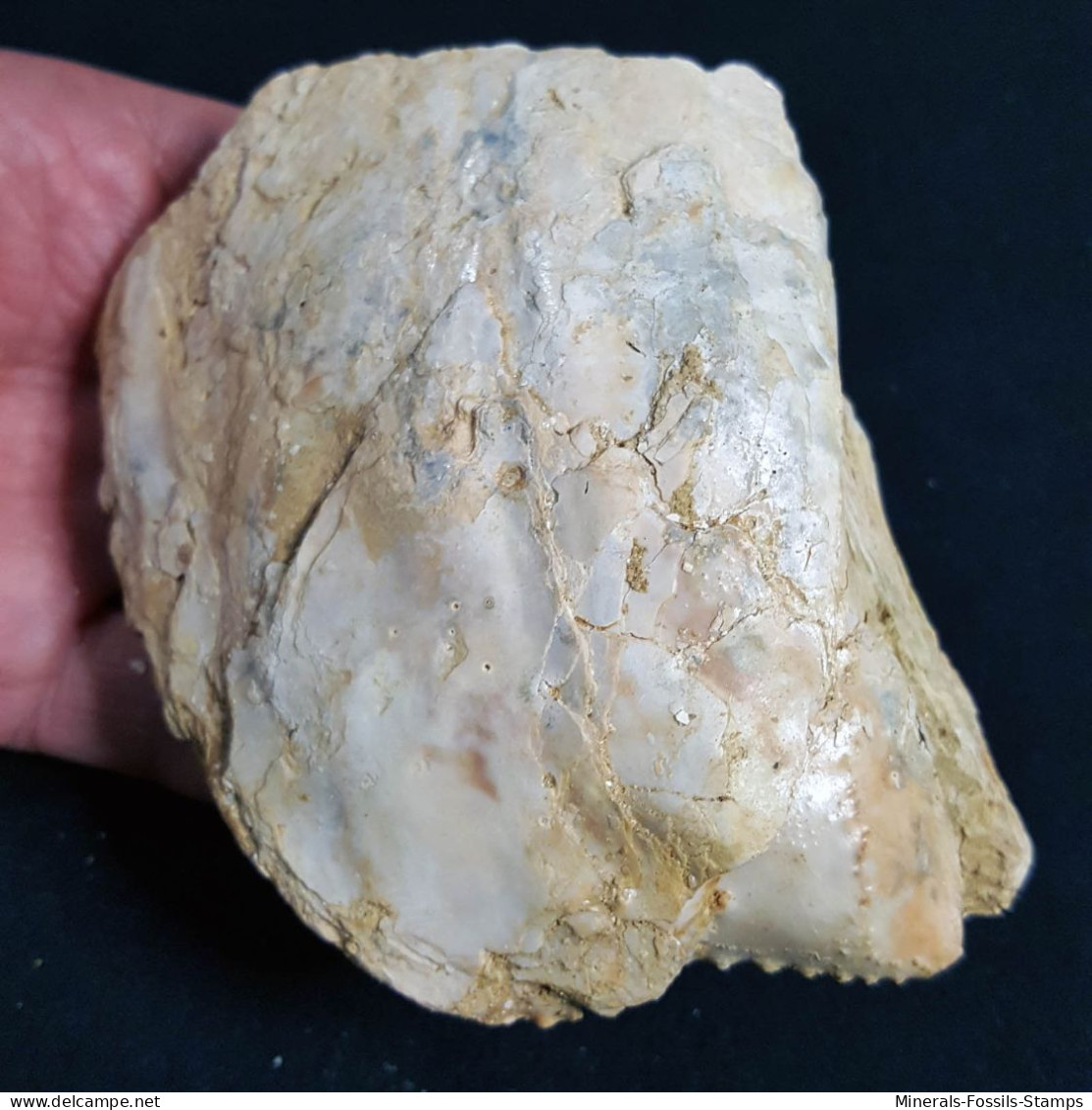 #MO01 ISOGNOMOM MAXILATA Fossil, Pliocene (Piedmont, Italy) - Fossiles