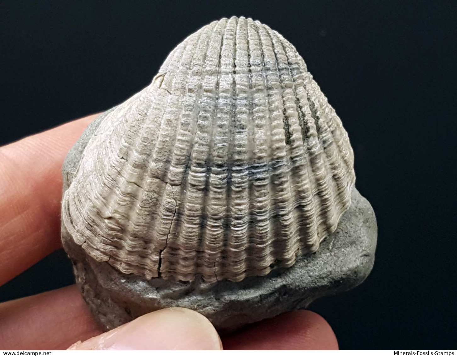 #SM07 Rarität CERASTODERMA Edule, Fossilen Pliozän (Italien) - Fossilien