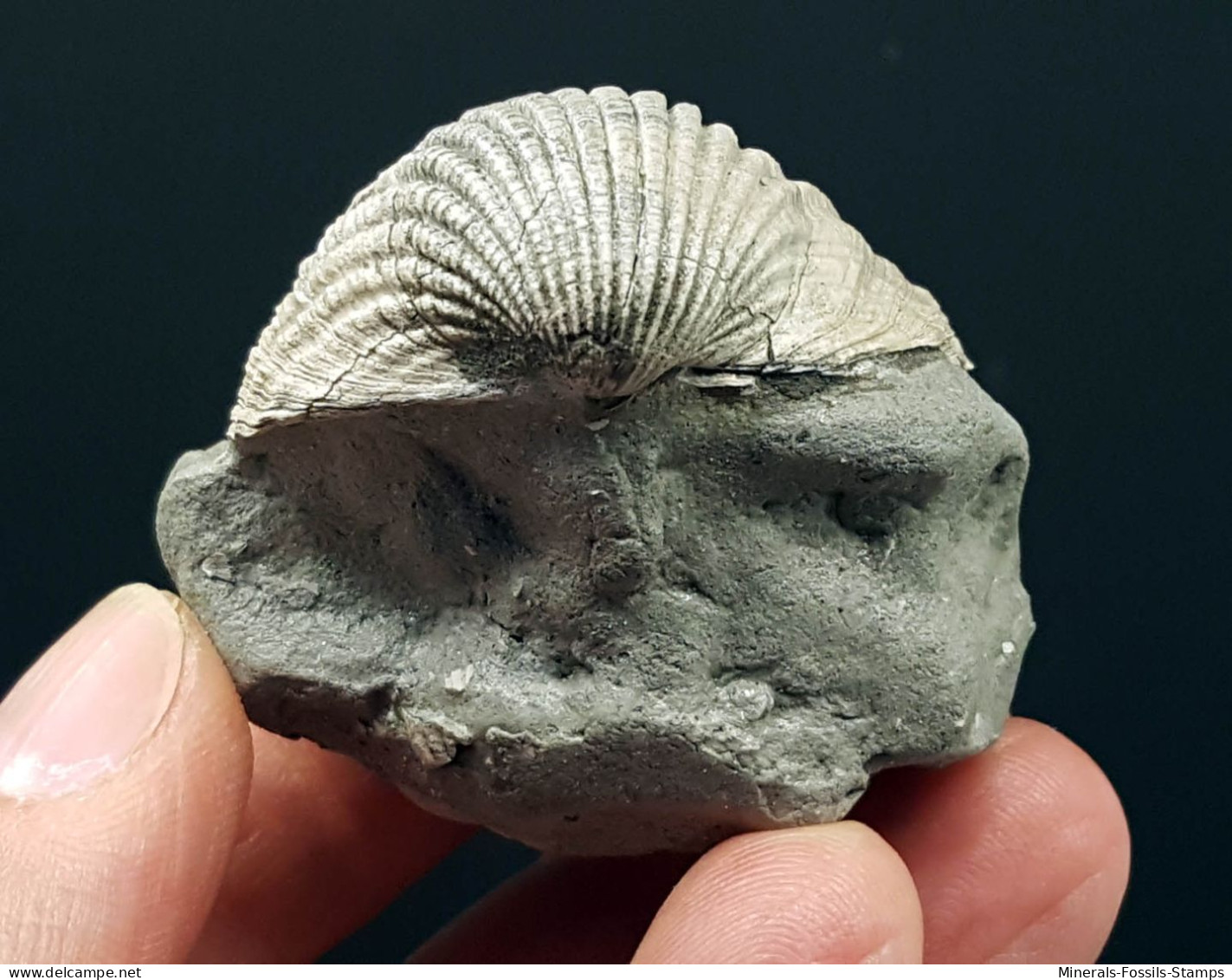 #SM07 Rarität CERASTODERMA Edule, Fossilen Pliozän (Italien) - Fossiles
