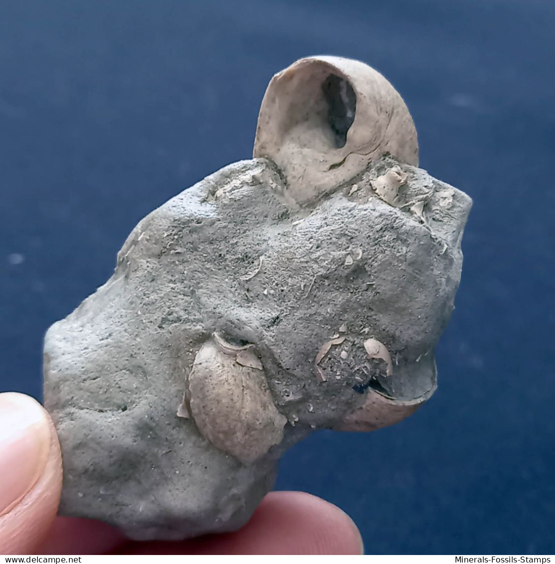 #SM13 - TEGULA LINDAE + GIBBULA POEPPIGI Fossile, Pliozän (Italien) - Fossils