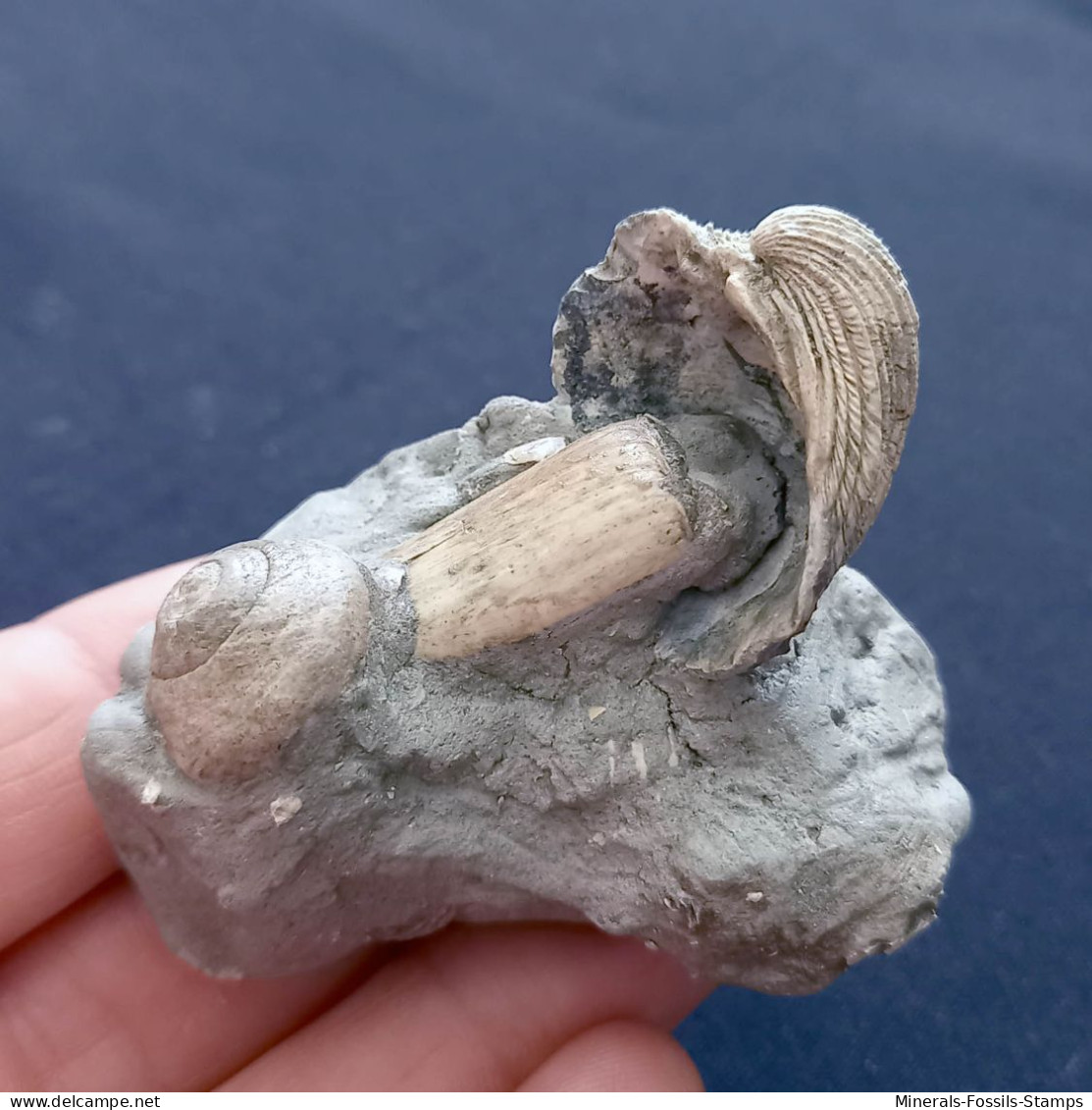 #SM15 - GIBBULA POEPPIGI + Solen + Carditae Fossile, Pliozän (Italien) - Fossils