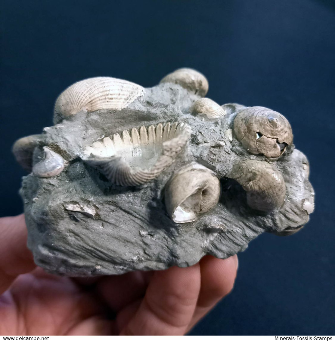 #SM16 CARDITES, GIBBULA, TEGULA, ANADARA Fossilen Auf Lehm, Pliozän (Italien) - Fossilien