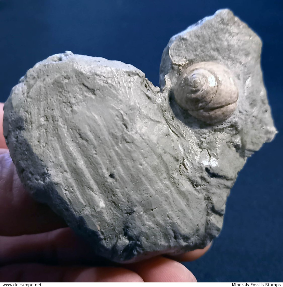#SM17 CARDITES, GIBBULA, Fossilen Auf Lehm, Pliozän (Italien) - Fossilien