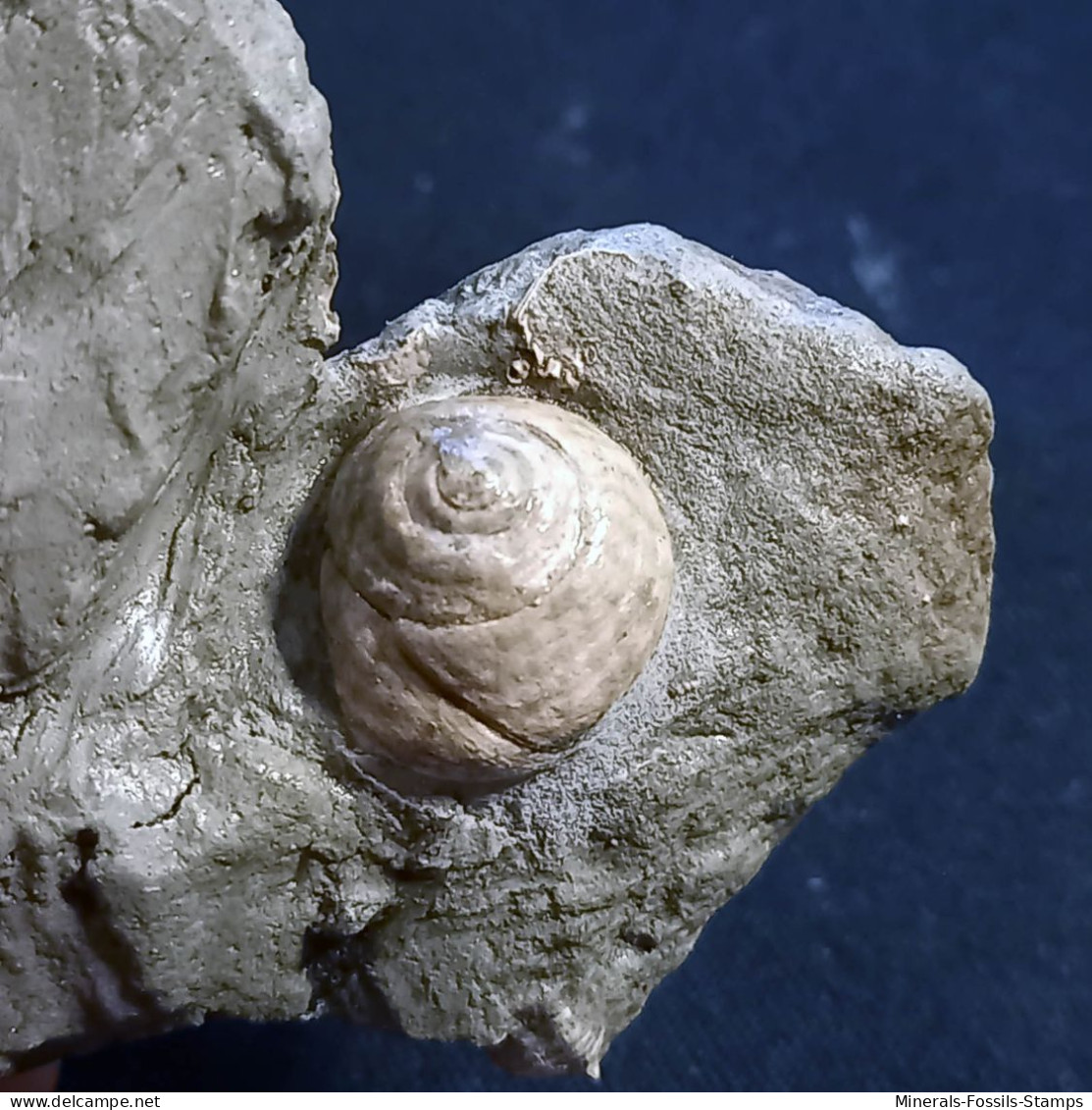 #SM17 CARDITES, GIBBULA, Fossilen Auf Lehm, Pliozän (Italien) - Fossils