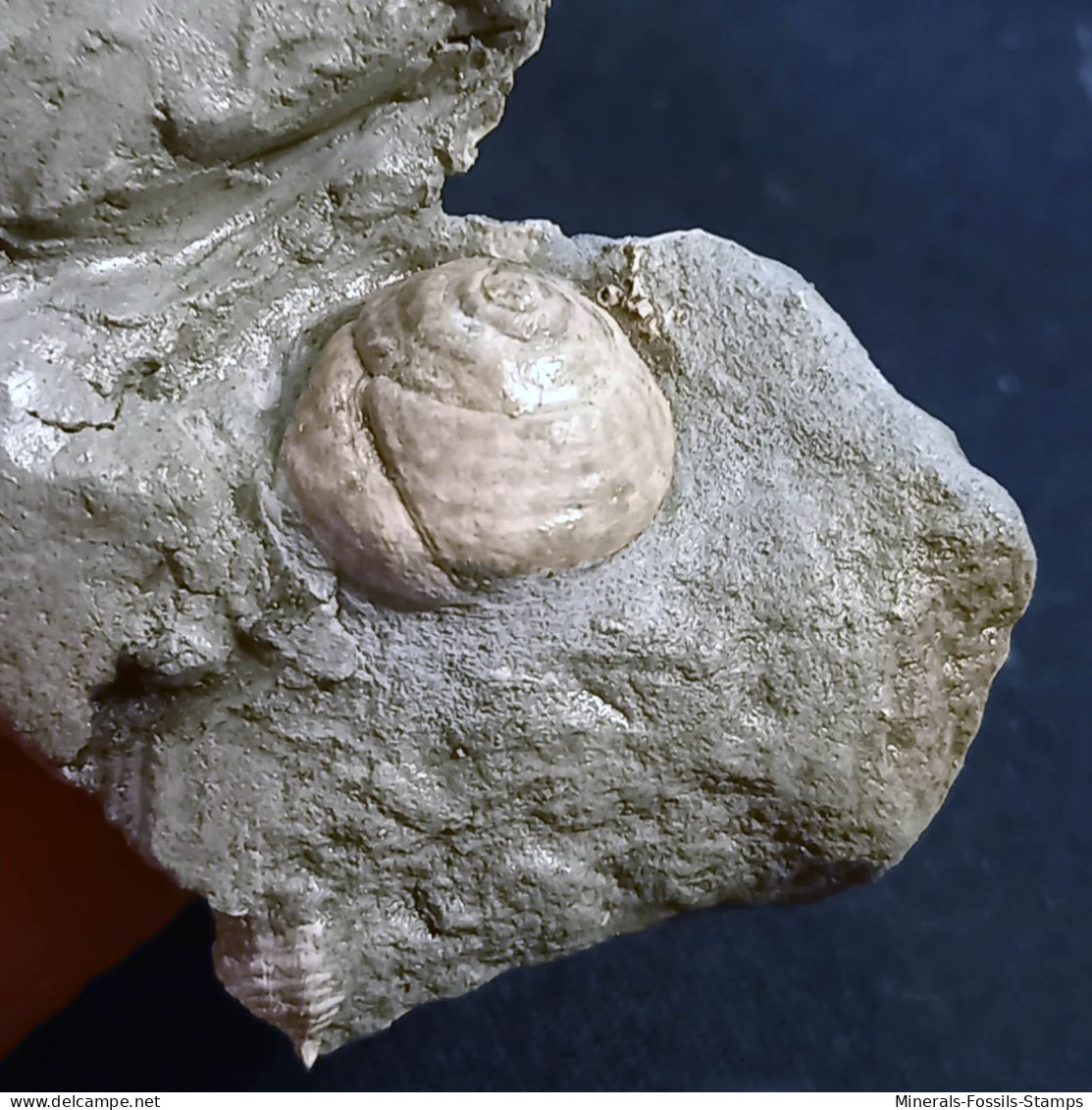 #SM17 CARDITES, GIBBULA, Fossilen Auf Lehm, Pliozän (Italien) - Fossils