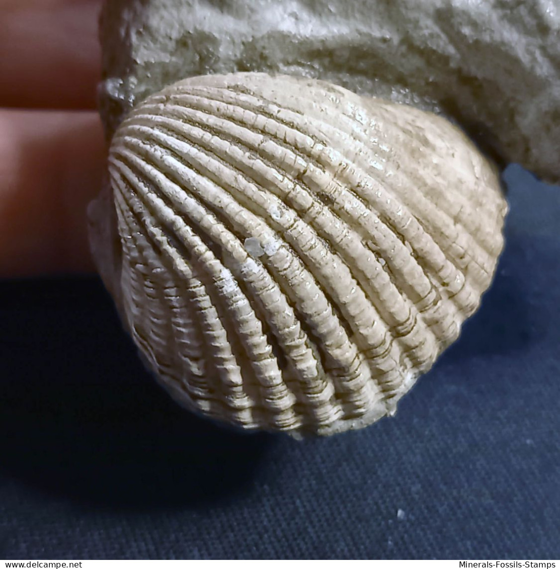 #SM17 CARDITES, GIBBULA, Fossilen Auf Lehm, Pliozän (Italien) - Fósiles